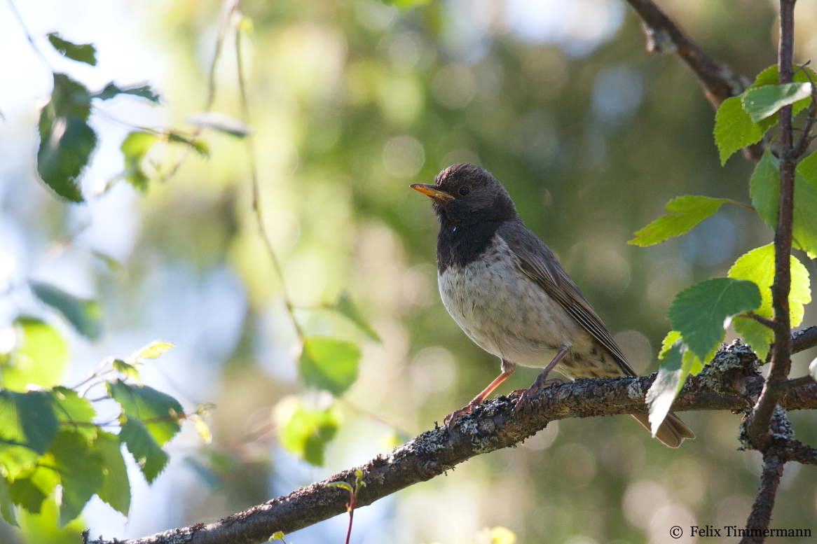 Black-Throated Thrush