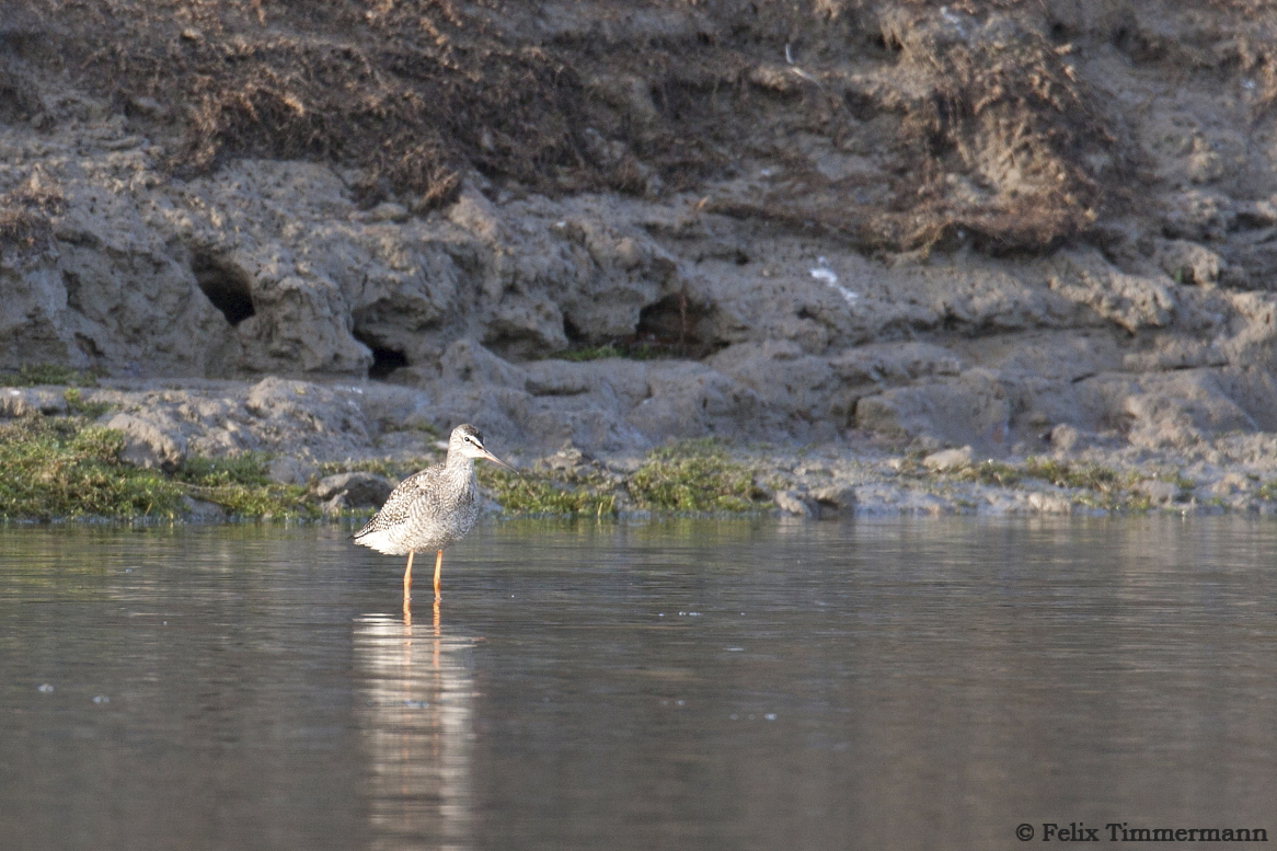 Spotted Redshank