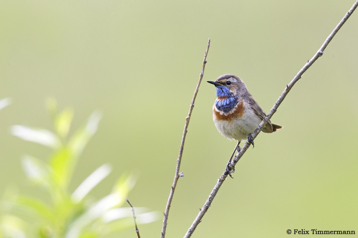 Bluethroat