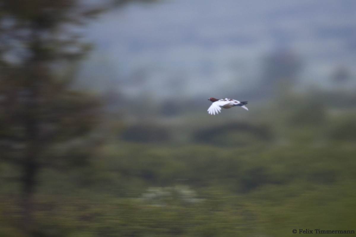 Willow Grouse