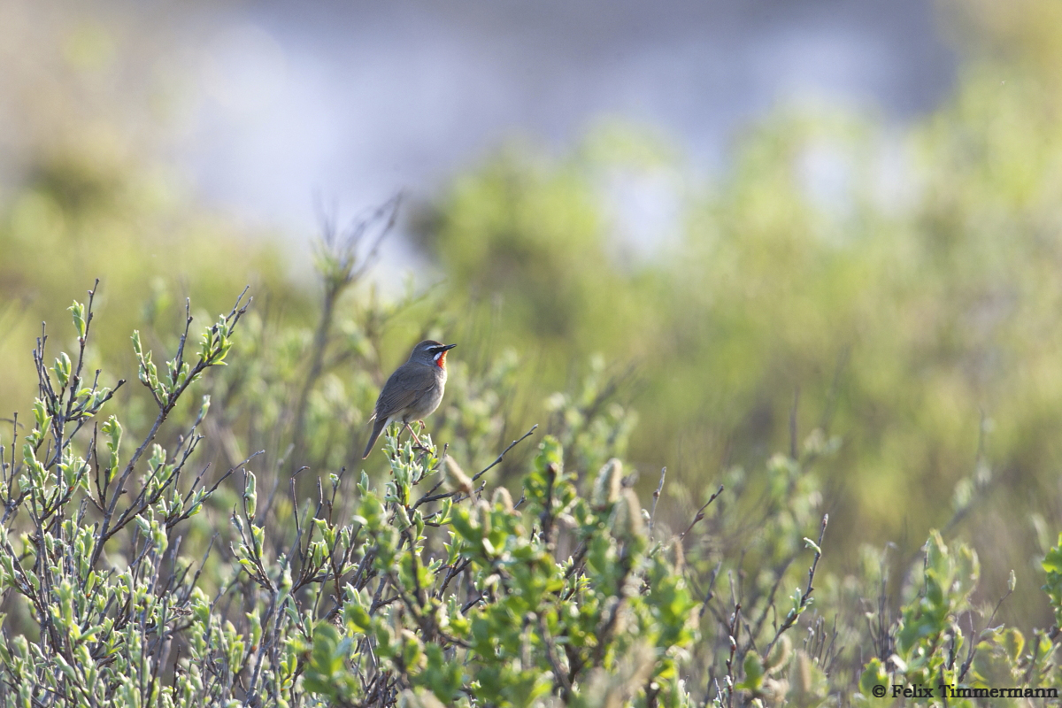 Siberian Rubythroat