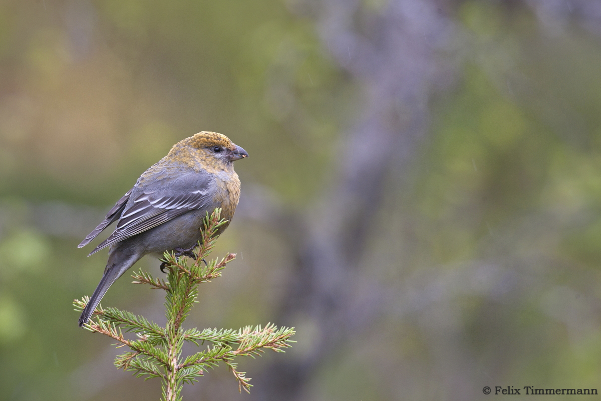 Pine Grosbeak