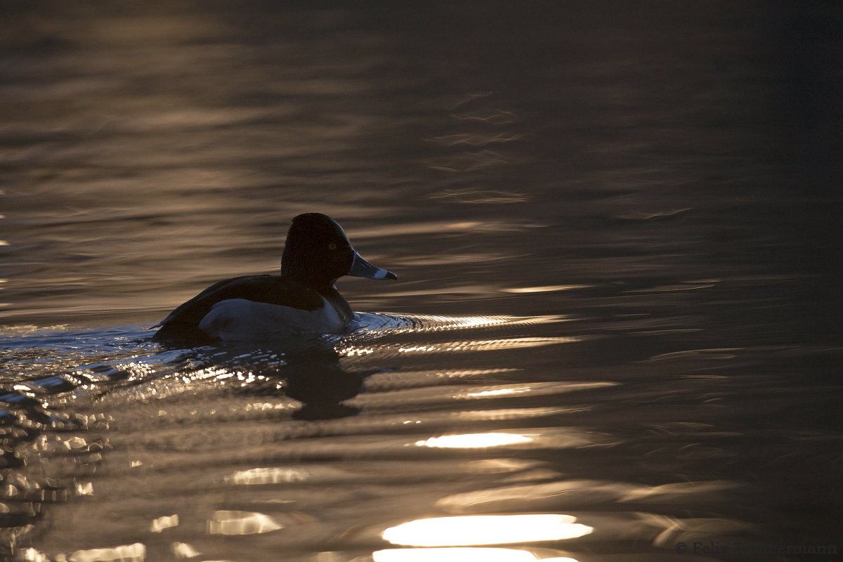 Ring-necked Duck