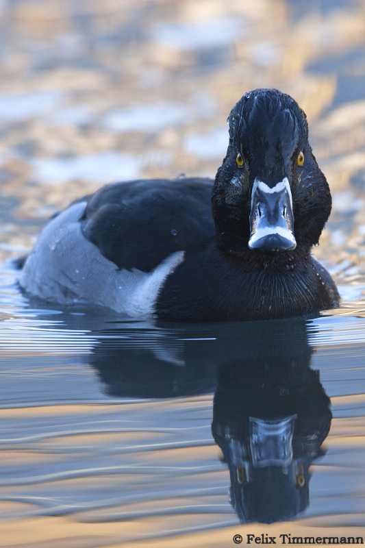 Ring-necked Duck