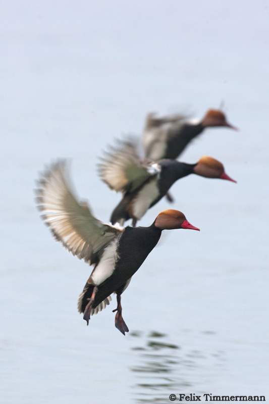 Red-crested Pochard