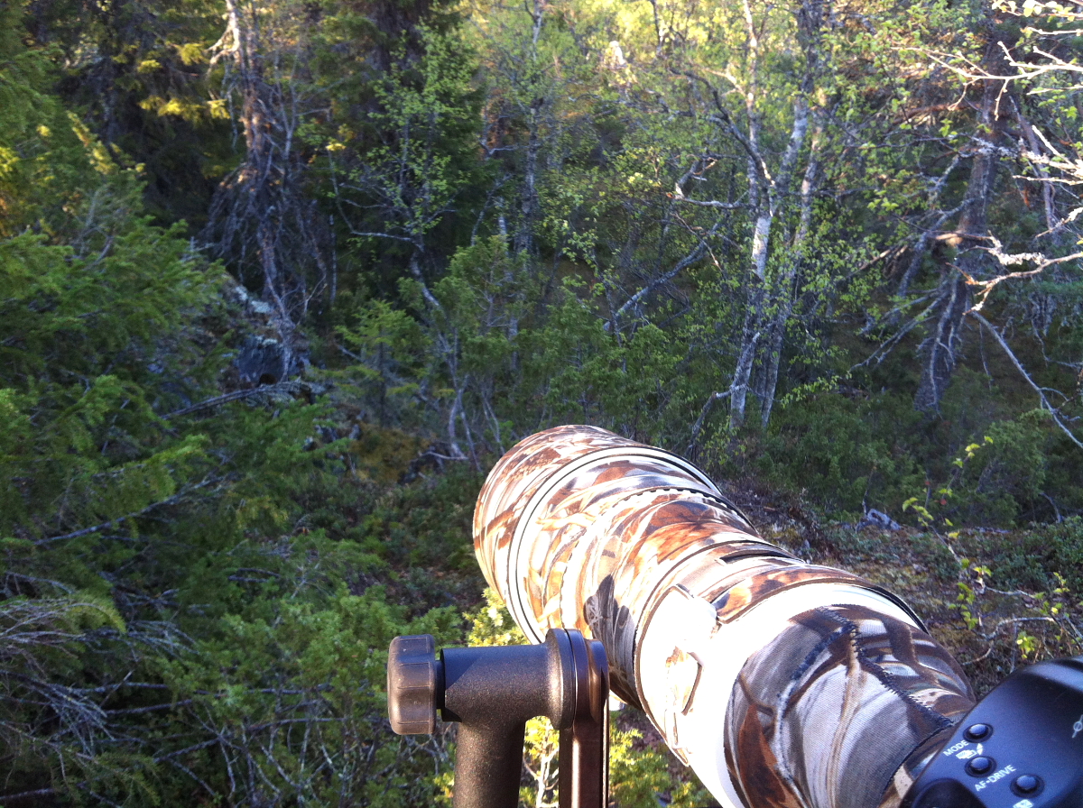 Red-flanked Bluetail territory.
