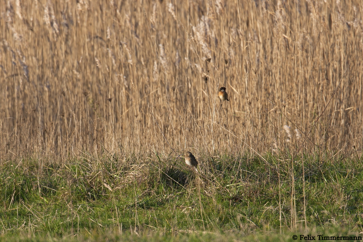 Pine Bunting accompanied by Stonechat.