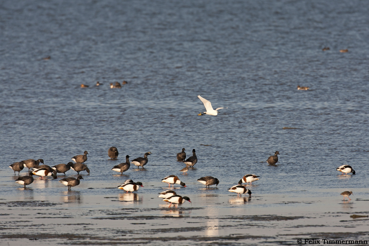 Little Egret passing by Black Brants, Shelducks and Pintails.