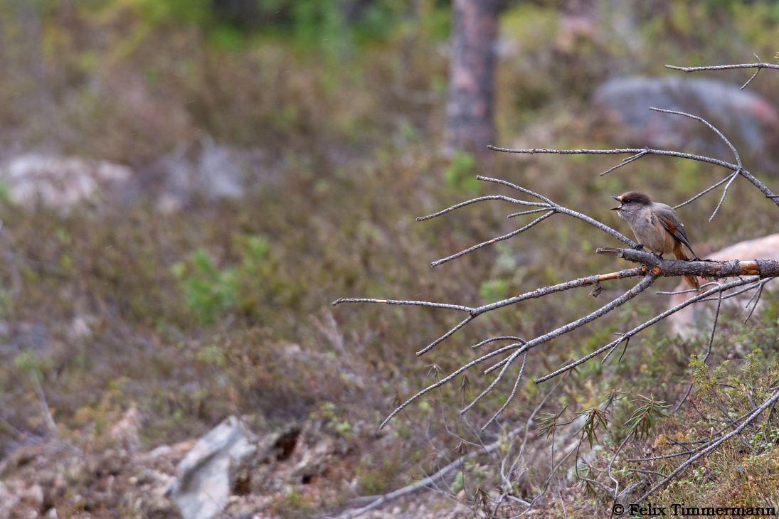 Siberian Jay