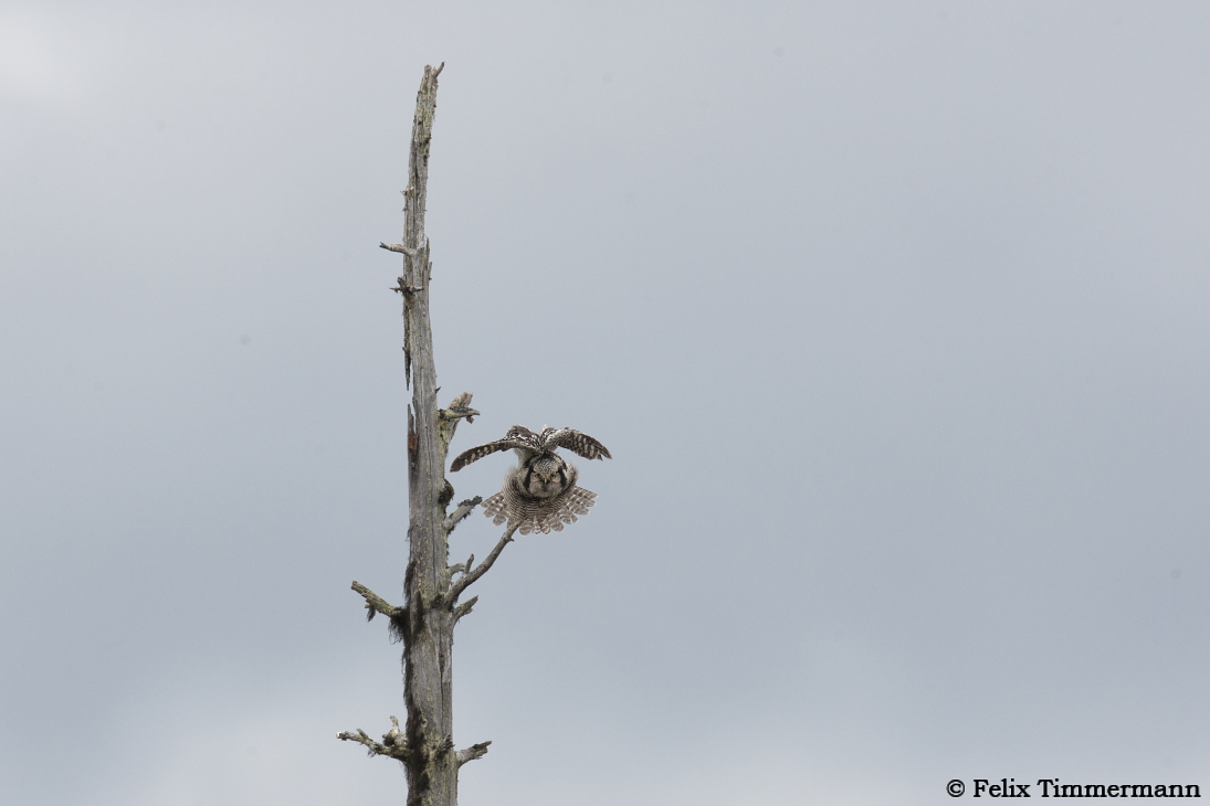 Hawk Owl