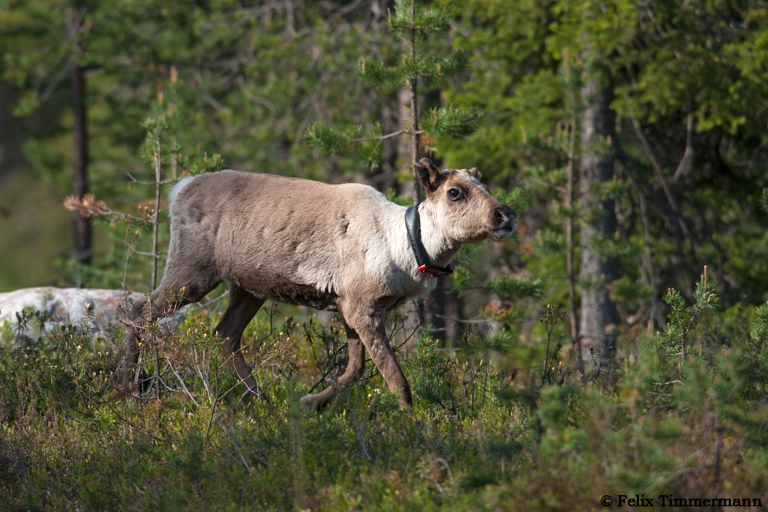 Reindeer
