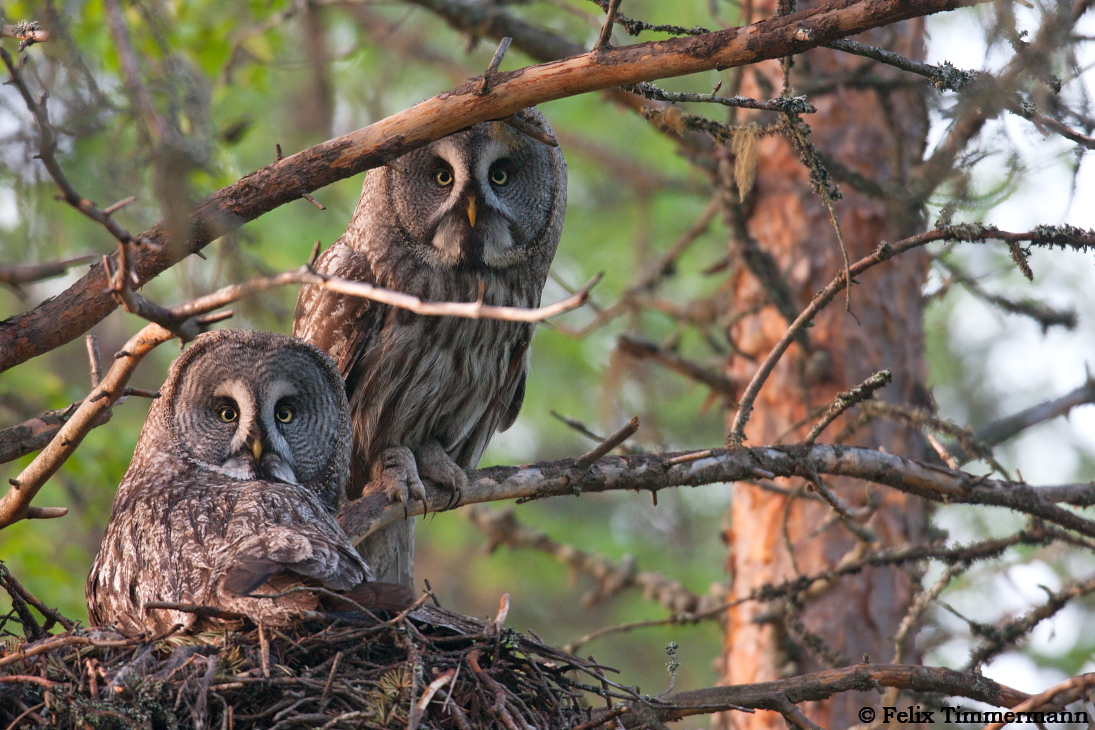 Great Grey Owl