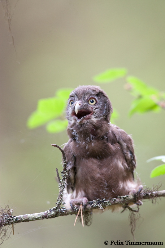 Boreal Owl Chick