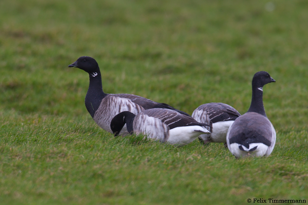 Pale-bellied Brant