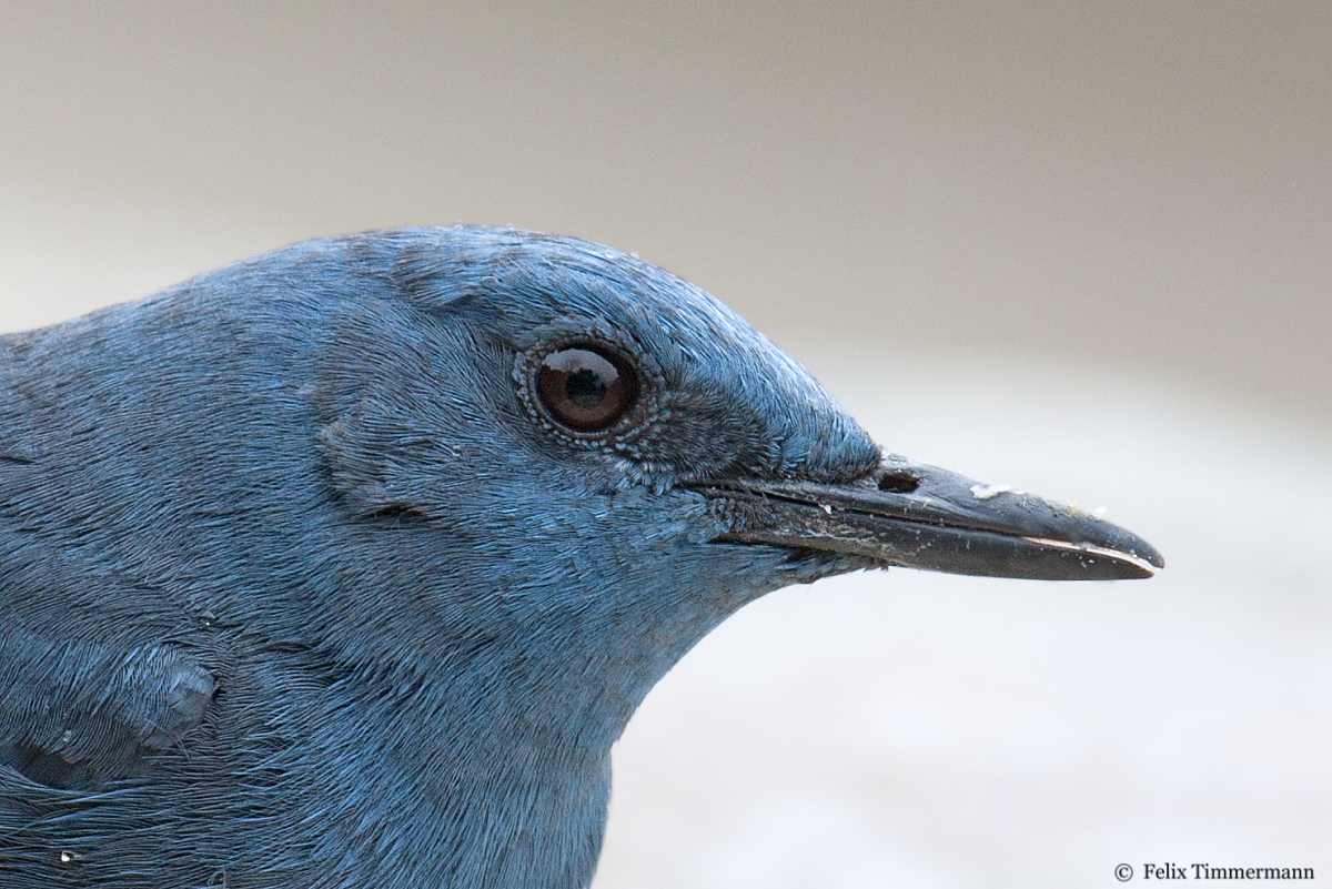 Blue Rock Thrush