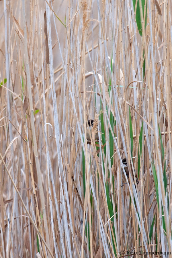 Moustached Warbler