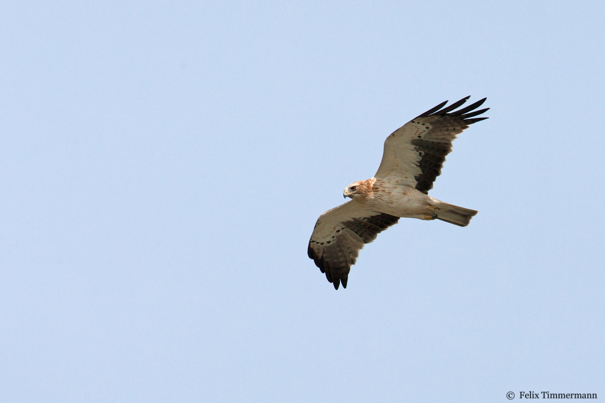 Booted Eagle