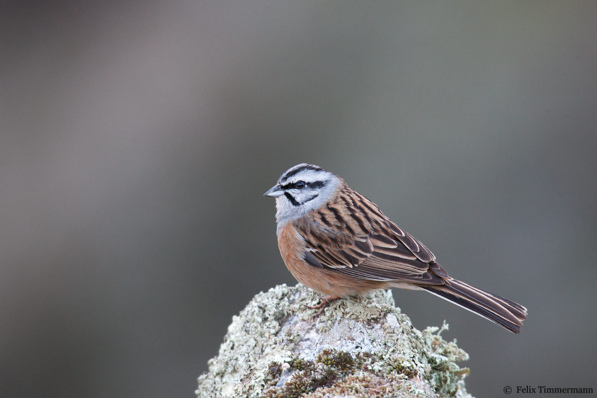 Rock Bunting