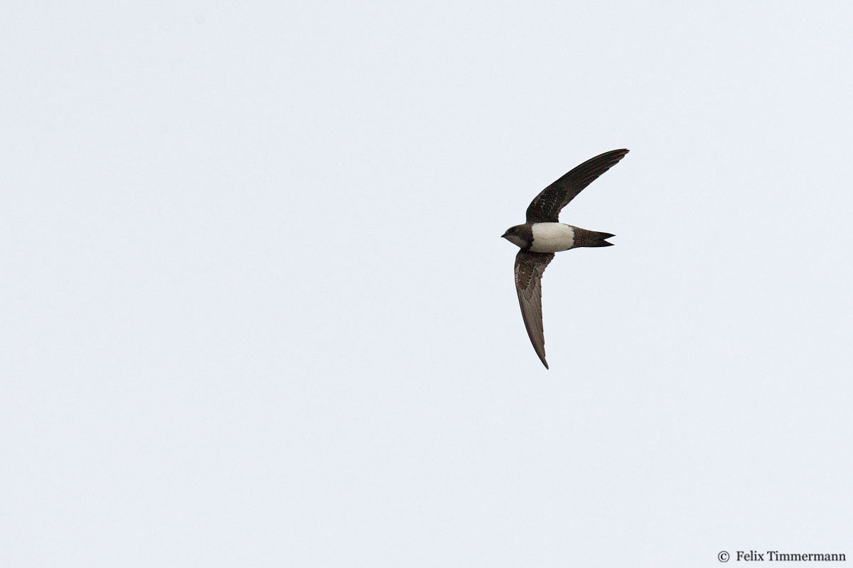 Alpine Swift