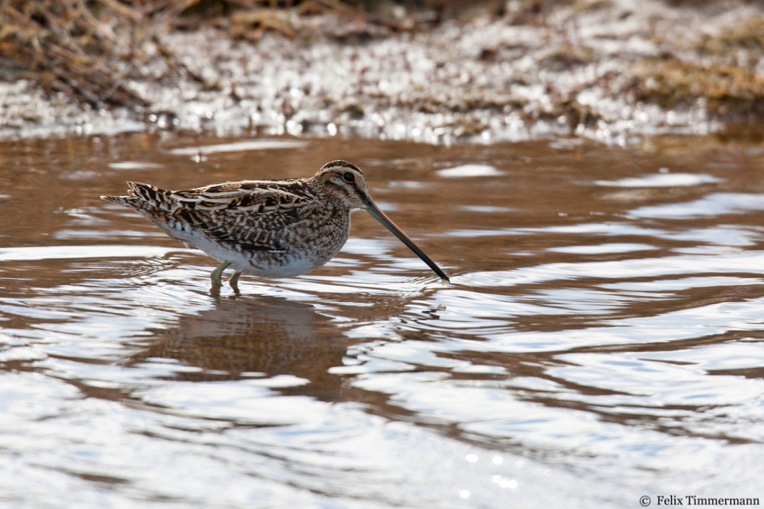 Common Snipe