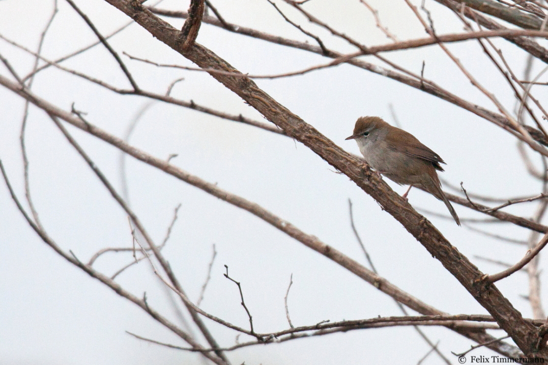Cettis Warbler