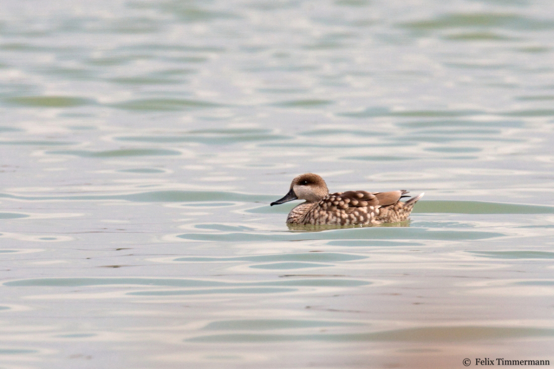Marbled Duck