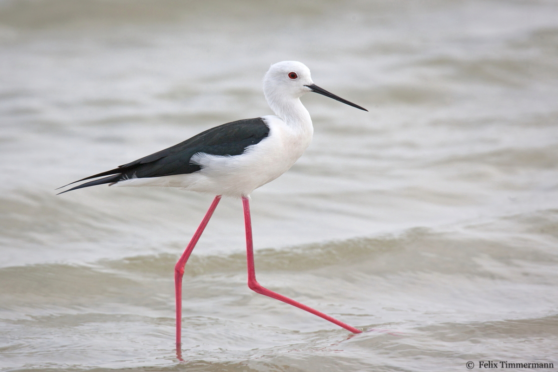 Black-winged Stilt