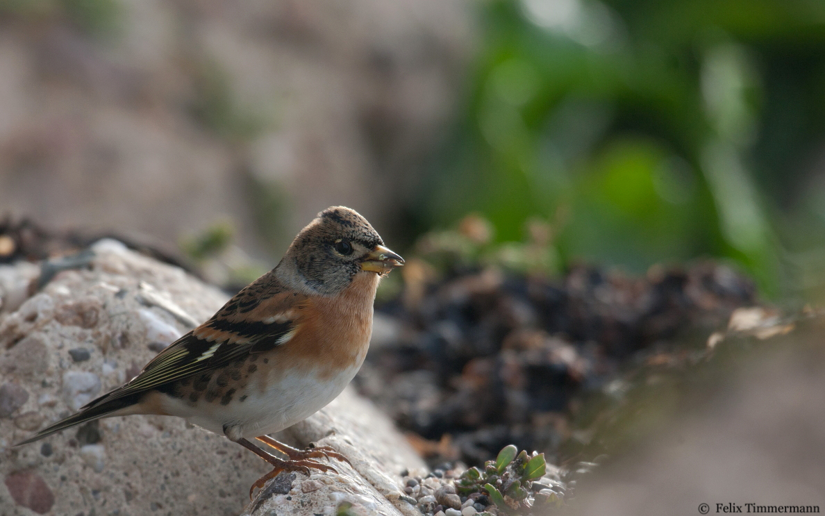 Brambling