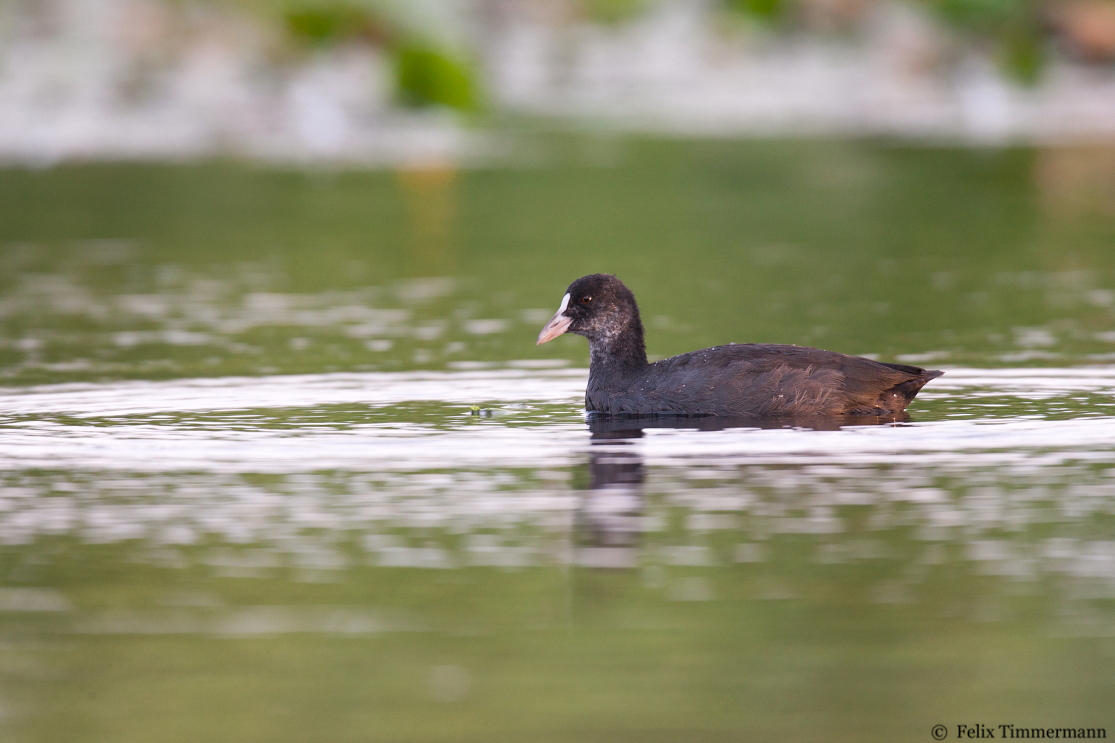 Common Coot