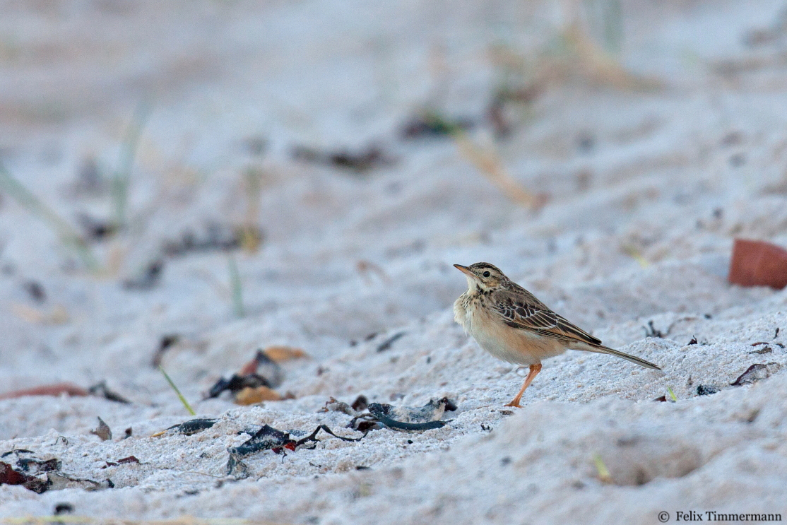 Richards Pipit