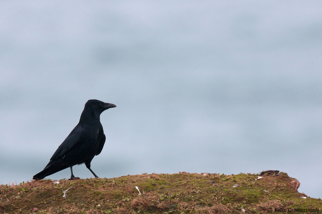 Carrion Crow