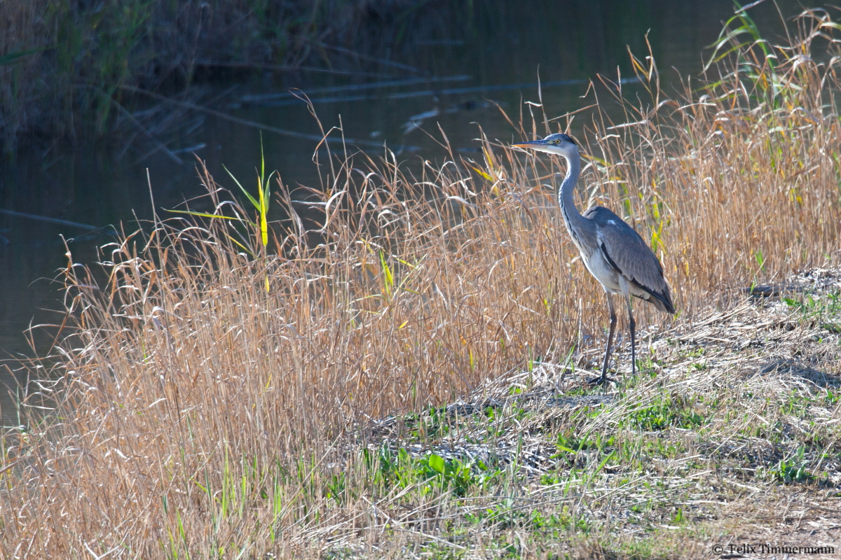 Grey Heron