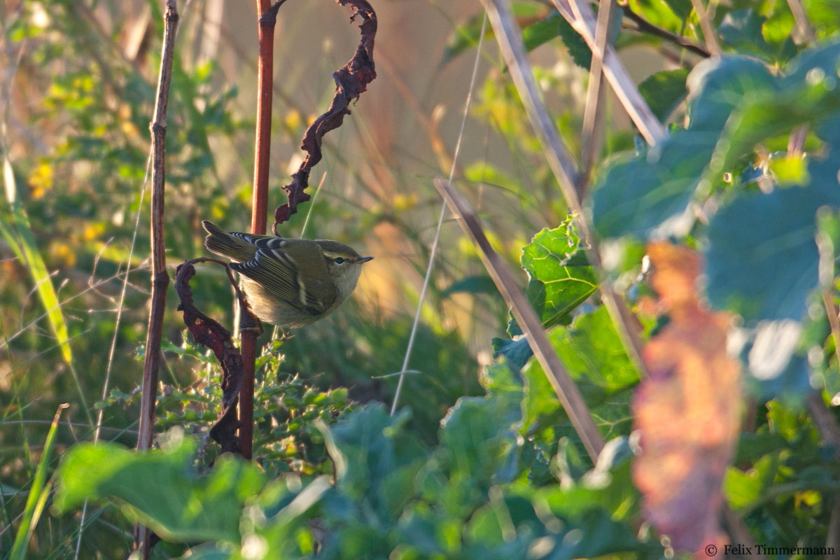 Yellow-browed Warbler