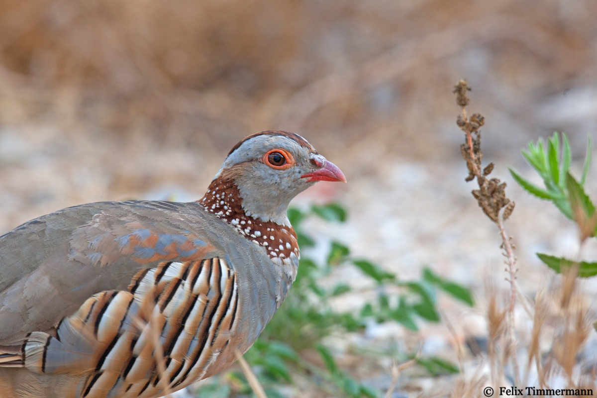 Barbary Patridge