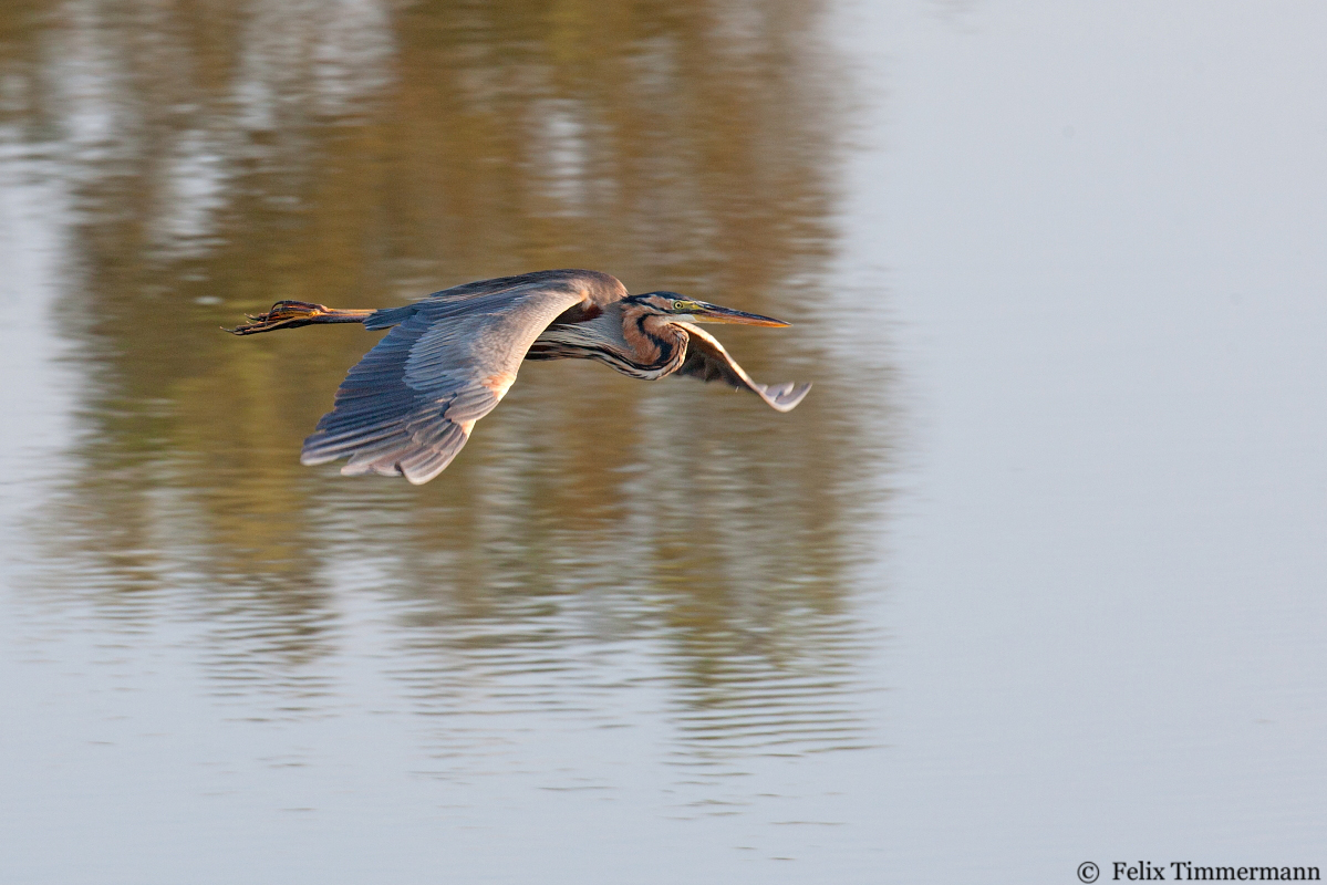 Purple Heron