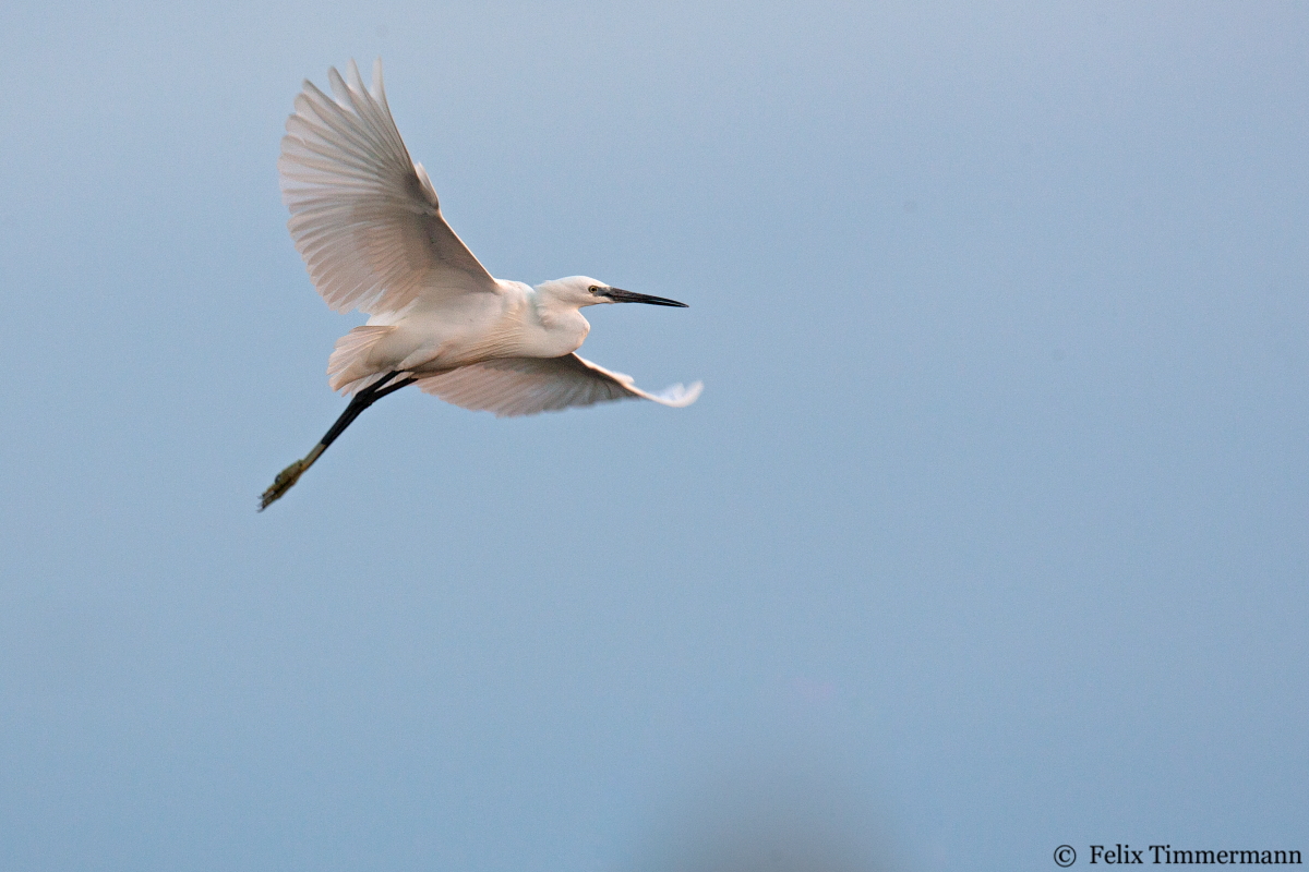 Little Heron