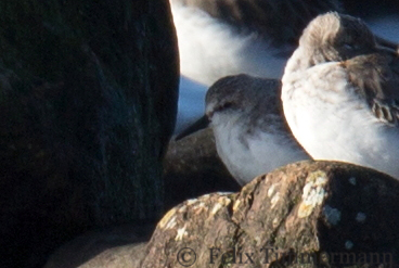 Red-necked Stint