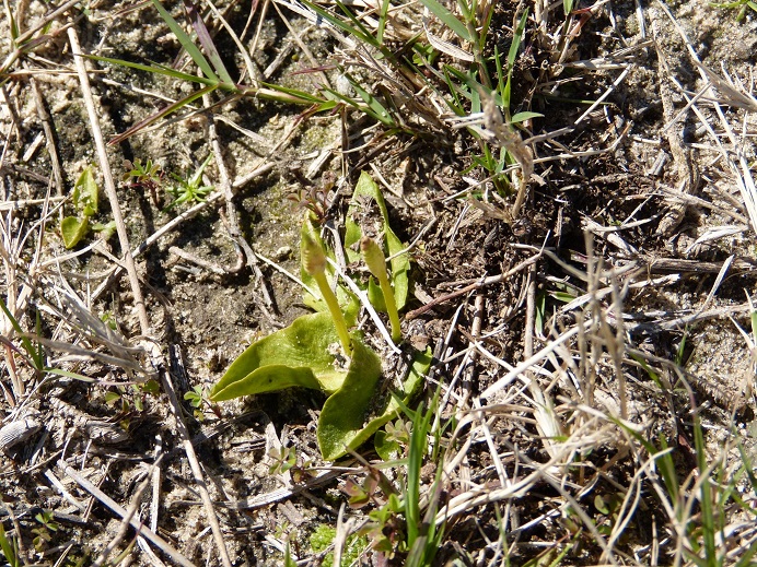 Ophioglossum crotalophoroides bulbous adderstongue.JPG