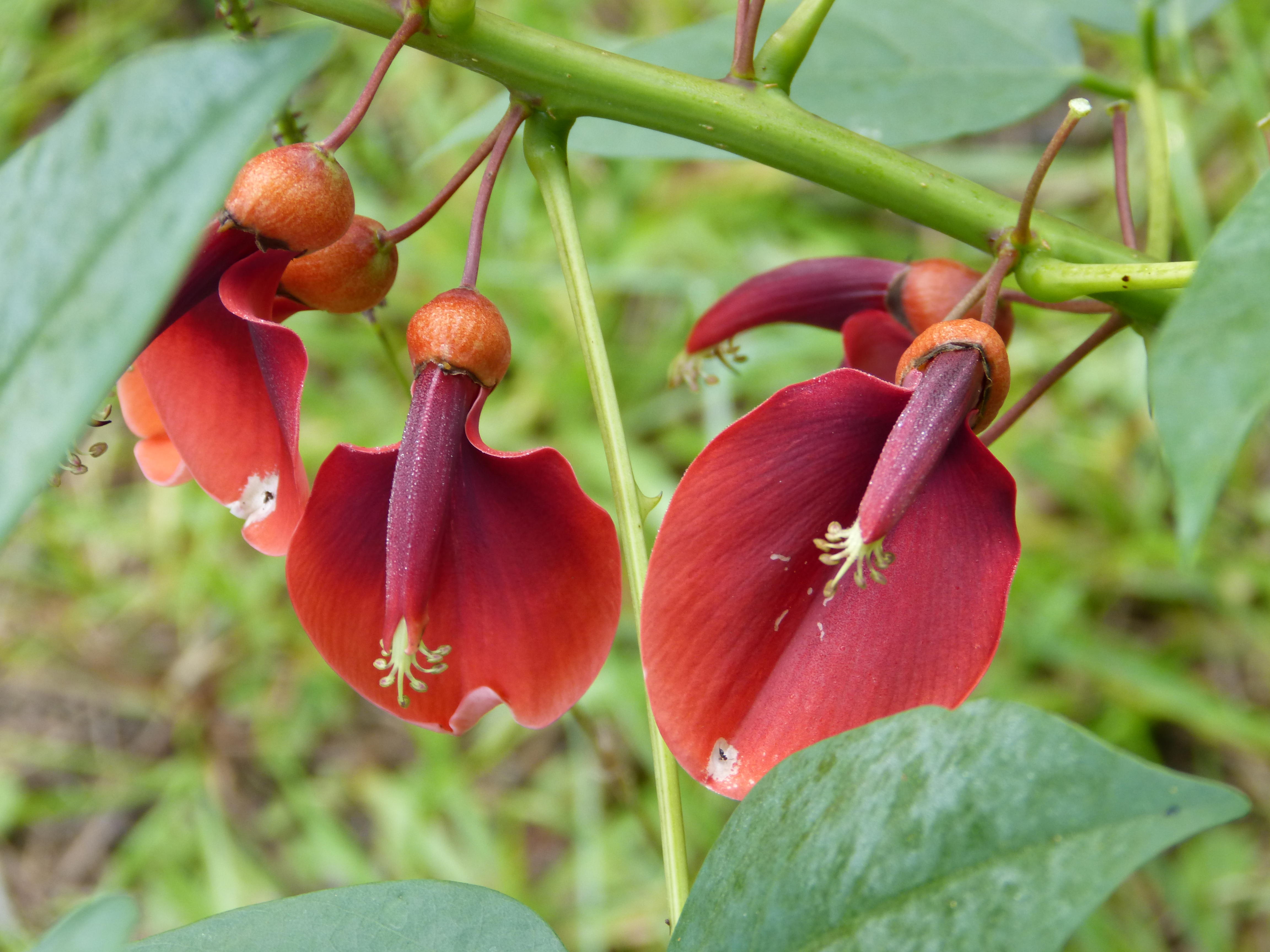 Erythrina cristi-gallii crybaby tree 2.JPG
