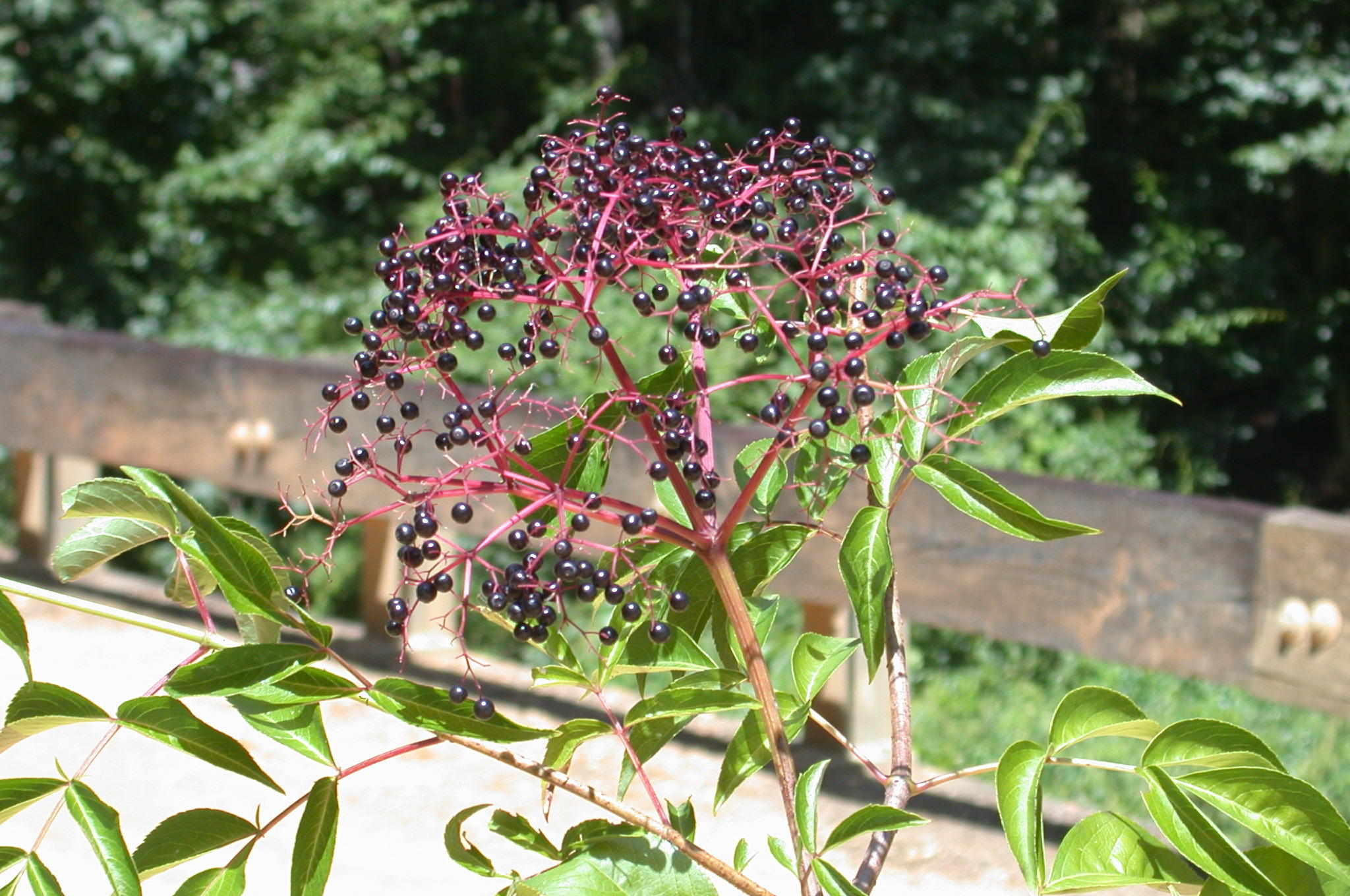 Sambucus canadensis elderberry 4.jpg