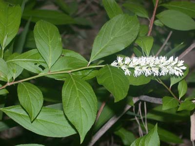 Itea virginica Virginia willow.jpg