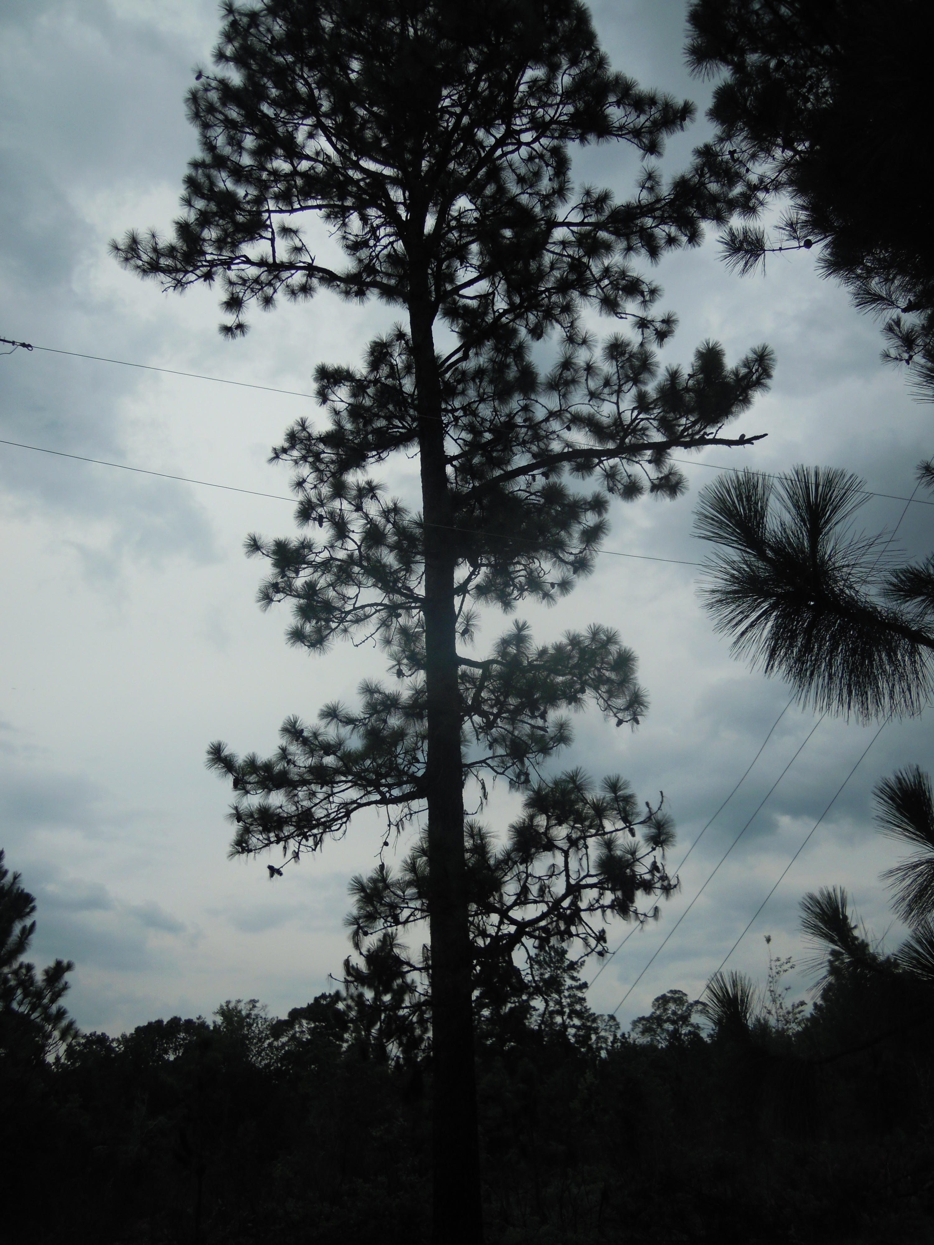 Pinus palustris longleaf pine 5.JPG