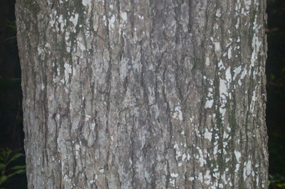 Nyssa biflora swamp blackgum bark.JPG