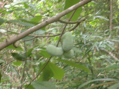Asimina triloba pawpaw 2.jpg