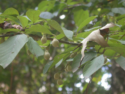 Styrax grandifolia bigleaf snowbell 2.JPG
