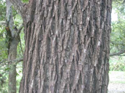 Juglans nigra black walnut.jpg