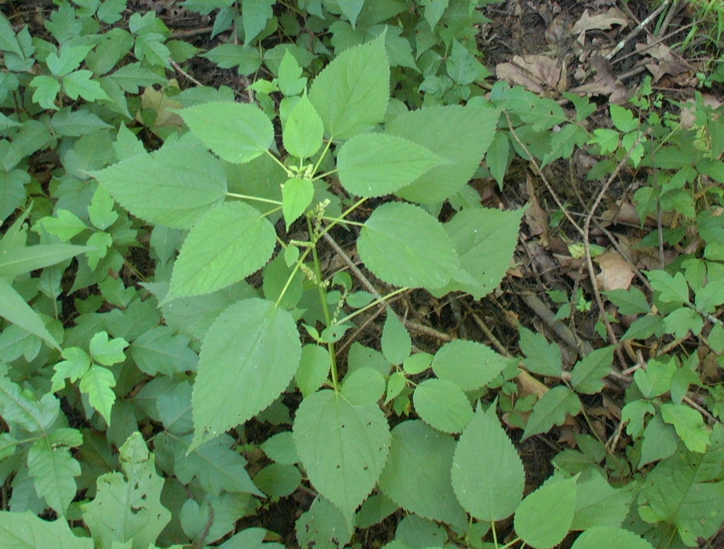 Boehmeria cylindrica false bog hemp.JPG