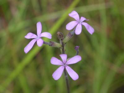 Buchnera american blue hearts 2.jpg