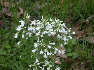 Cardamine bulbous bulbosus wintercress.jpg