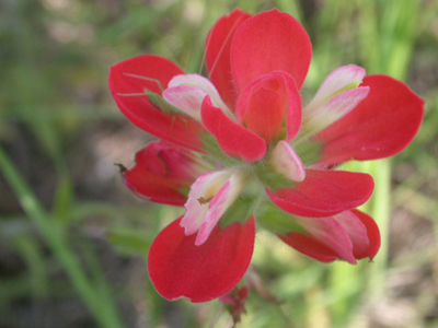 Castilleja indivisa Indian paintbrush 3.jpg